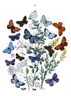 Genista Prints: Illustration, Lycaenidae