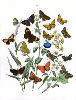 Acetosella Gallery: Illustration, Lycaenidae -- Hesperiidae