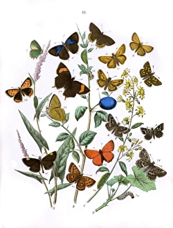 Acetosella Gallery: Illustration, Lycaenidae -- Hesperiidae