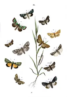 Littoralis Prints: Illustration, Noctuae
