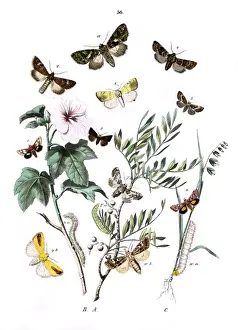 Illustration, Noctuae