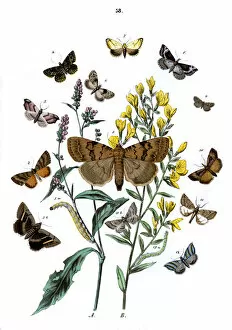Agatha Collection: Illustration, Noctuae -- Nycteolidae