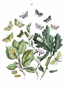 Moths Gallery: Illustration, Noctuophalaenidae -- Deltoididae etc