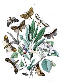 Salix Prints: Illustration, Notodontidae