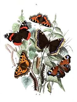 Illustration, Nymphalidae