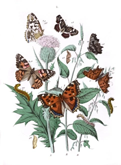 Illustration, Nymphalidae Illustration, Nymphalidae