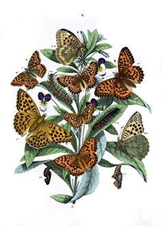 Illustration, Nymphalidae