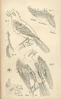 Parrots Prints: Illustration of the old and new terminology of bird anatomy