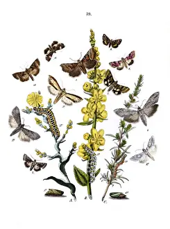 Lettuce Prints: Illustration, Orthosiidae -- Cleophanidae -- Cucullidae etc