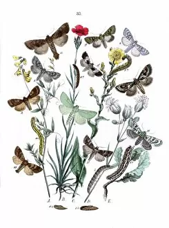 Silene Collection: Illustration, Orthosiidae -- Hadenidae