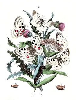 Phoebus Prints: Illustration, Papilionidae