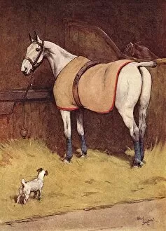 Pretender Collection: Illustration, Peter, the fox terrier, in the stables