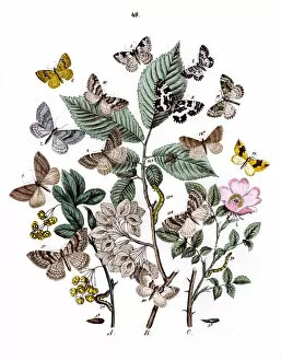 Moths Gallery: Illustration, Phytometridae