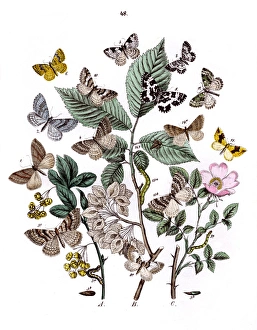 Moths Gallery: Illustration, Phytometridae
