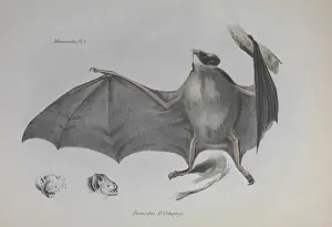Locomotion Prints: Bat