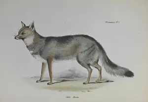 Darwin200 Prints: Fox