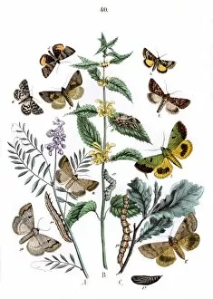 Quercus Gallery: Illustration, Plusiidae -- Ophiusidae -- Toxocampidae