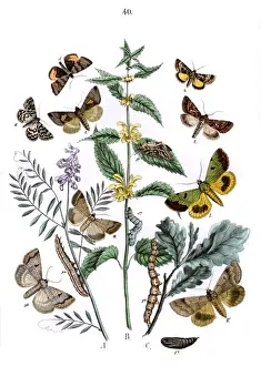Vetch Prints: Illustration, Plusiidae -- Ophiusidae -- Toxocampidae