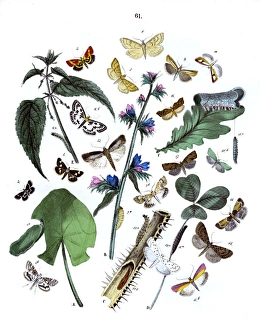 Lily Gallery: Illustration, Pyrales -- Tortrices