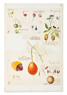 Illustration of rare fruits and seed