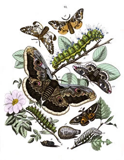Saturnia Collection: Illustration, Saturniidae