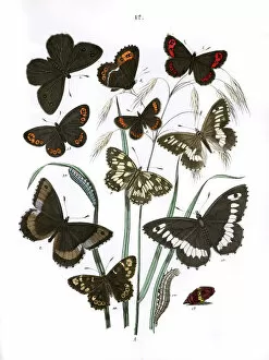 Aethiops Collection: Illustration, Satyridae