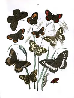Barren Prints: Illustration, Satyridae