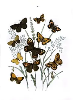 Glauca Prints: Illustration, Satyridae -- Libytheidae -- Erycinidae