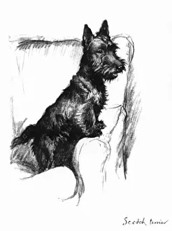 Scottie Prints: Illustration of a Scots terrier by Cecil Aldin