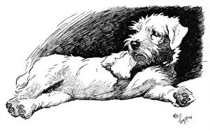 Illustration of a Sealyham terrier by Cecil Aldin