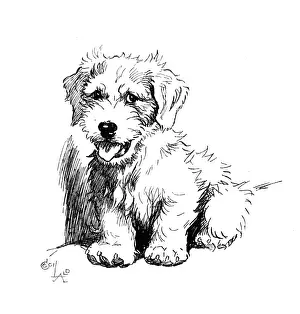 Illustration of a Sealyham terrier by Cecil Aldin