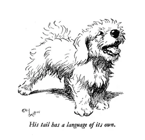 Illustration of a Sealyham terrier by Cecil Aldin