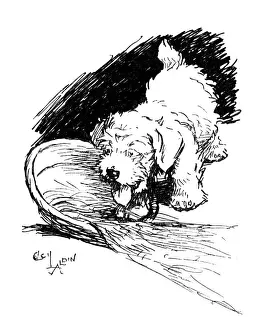 Illustration of a Sealyham terrier puppy by Cecil Aldin