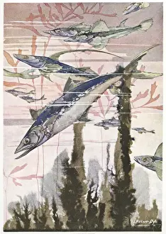 Illustration, silver and blue fish