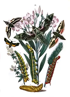 Oleander Prints: Illustration, Sphingidae