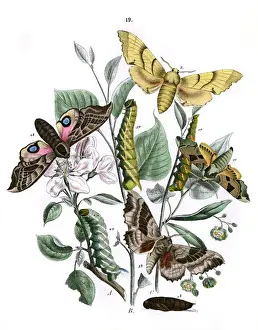 Illustration, Sphingidae
