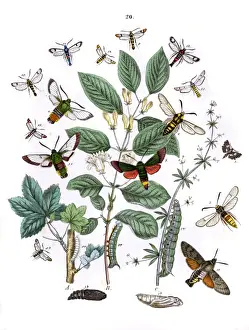 Currant Prints: Illustration, Sphingidae -- Thyrididae -- Sesiidae