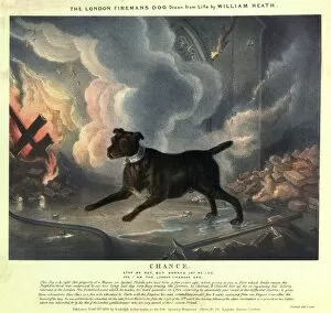 Chance Gallery: Illustration telling the story of Chance the Fire Dog