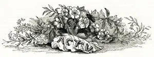 Illustration, The Tempest, by William Shakespeare