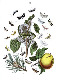 Adela Gallery: Illustration, Tortrices -- Tineae -- Pterophori