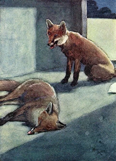 Moonlight Collection: Illustration, White-Ear discovers a dead fox
