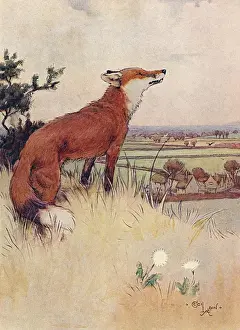 Aldin Prints: Illustration, White-Ear looking down the valley