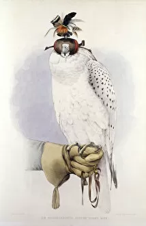 Illustration of a white hawk, by Mattias Wolf