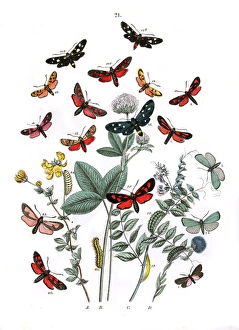 Illustration, Zygaenidae -- Syntomidae Illustration, Zygaenidae -- Syntomidae