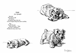 Illustrations of a Sealyham terrier by Cecil Aldin