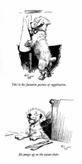 Paws Gallery: Illustrations of a Sealyham terrier by Cecil Aldin