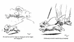 Legs Collection: Illustrations of a Sealyham terrier puppy by Cecil Aldin