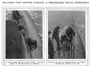 Images Dated 24th May 2016: ILN page on submarine hunting sea lions, WW1