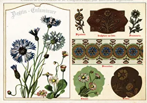 Daisies Prints: Images of daisies and cornflowers from manuscripts and their app