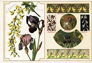 Ernst Guillot Prints: Images of German iris and Chinese wisteria from manuscripts